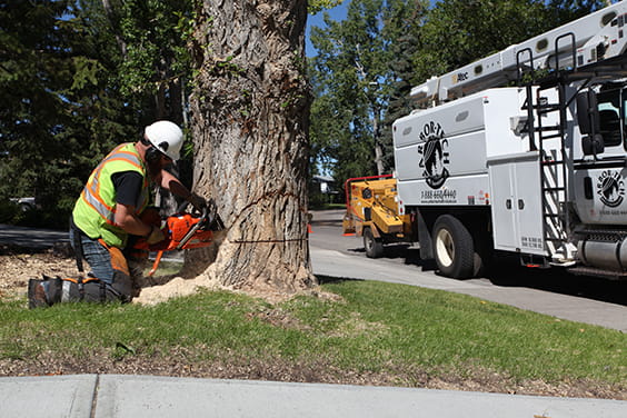Tree removal and tree trimming services