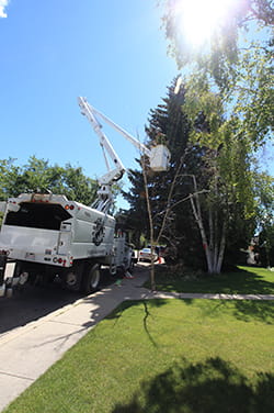 Tree trimming from bucket truck