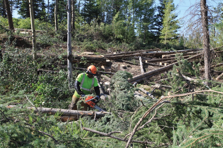 Hazard tree removal